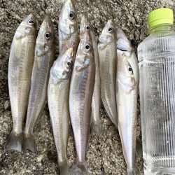 今週も落ちギス狙って早朝ちょい投げ！